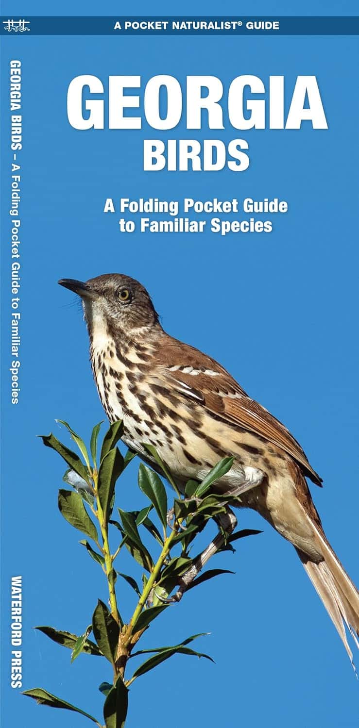 Georgia birds