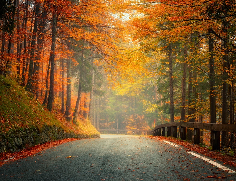 Fall Foliage in Appalachia 2025