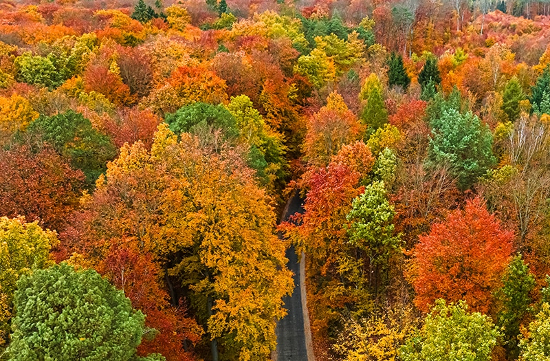 Fall Foliage in Appalachia 2025