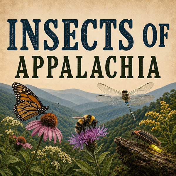 Appalachian insects